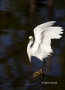 Snowy-Egret;Egret;Egretta-thula;One;one-animal;avifauna;bird;birds;feather;feath